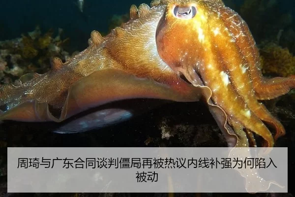 周琦与广东合同谈判僵局再被热议内线补强为何陷入被动